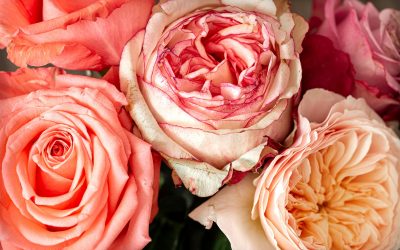 Nature’s Palette: Unraveling the Science Behind Rose Colors