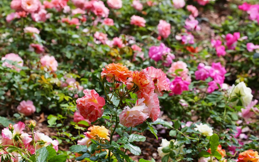 Global Blooms: Cultivating an International Rose Garden