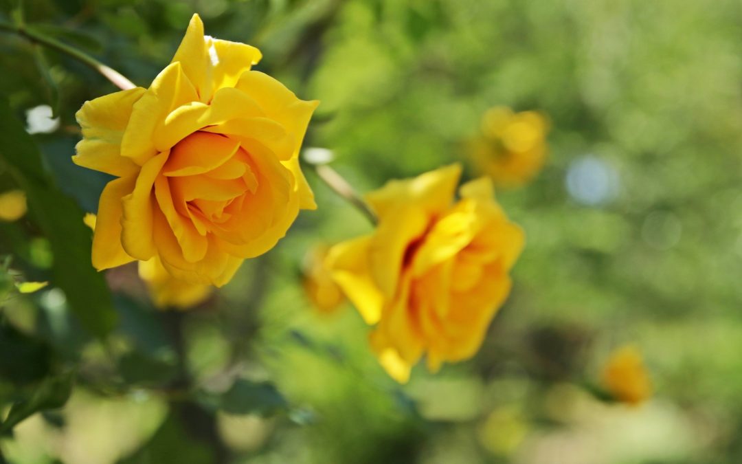 The Four Seasons of Rose Gardening: A Comprehensive Care Guide